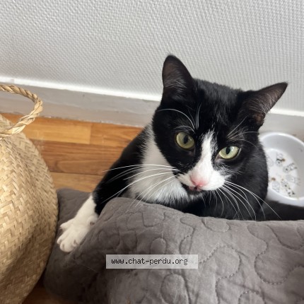 Photo 1/1 Collier Chat perdu à Rennes 35