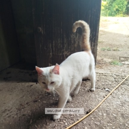 Photo 1/1 Chat trouvé Trouvé à Beruge