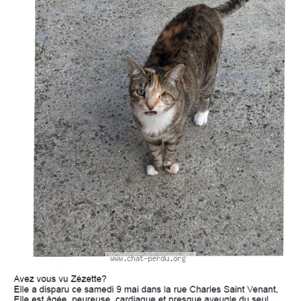 Photo de chat perdu à Wallers