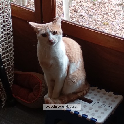 Photo de chat perdu à Vignoux Sur Barangeon