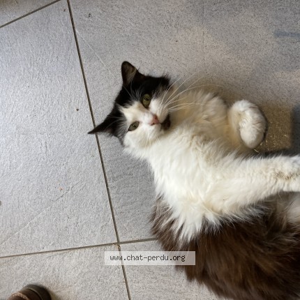 Photo 1/1 Chat trouvé Trouvé à Laon