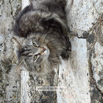 Photo de chat trouvé à Cahors