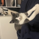 Tchoupie