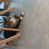 Loki