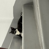 Ma&iuml;ko