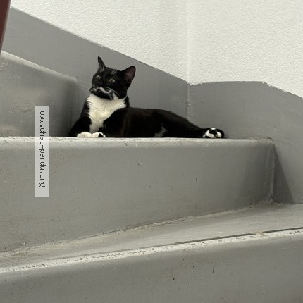 Photo 1/1 Chat retrouvé Perdu à Meaux