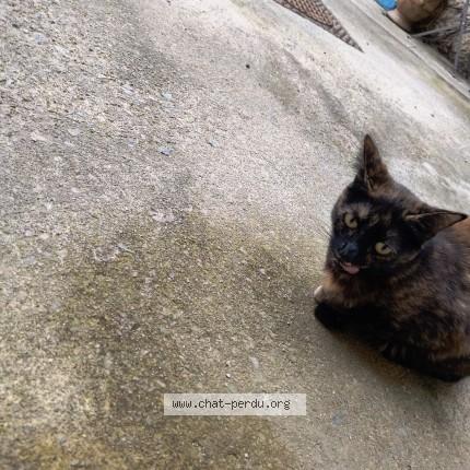 Photo 2/2 Chat trouvé Trouvé à Montpellier