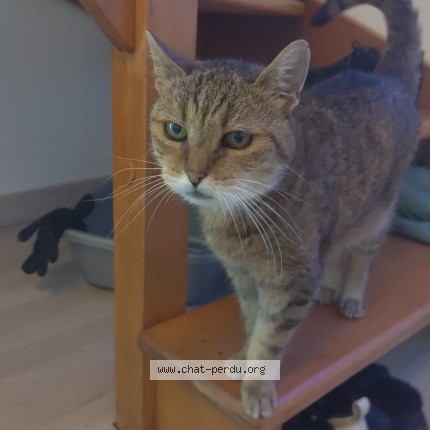 Photo 1/1 nana Chat perdu à Aubervilliers