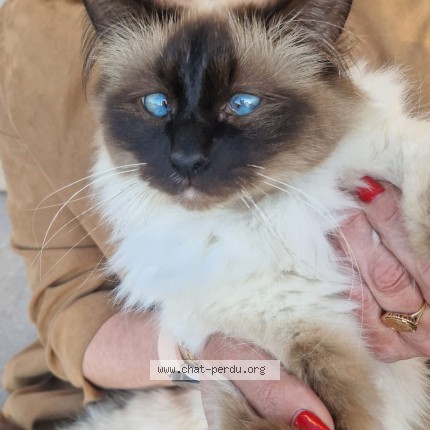 Photo de chat perdu à Tourcoing