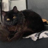 Maya
