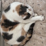 Mimi