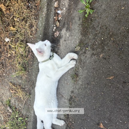 Photo 1/1 Chat trouvé Trouvé à Paris