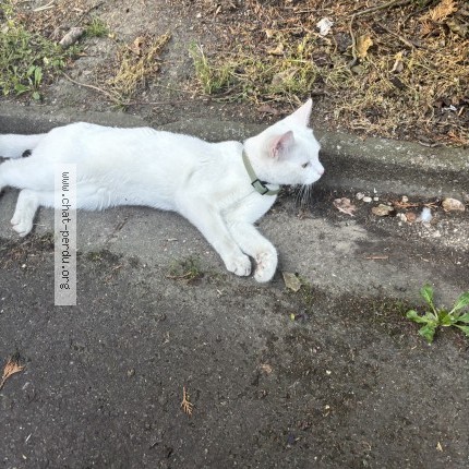 Photo 1/1 Chat trouvé Trouvé à Paris