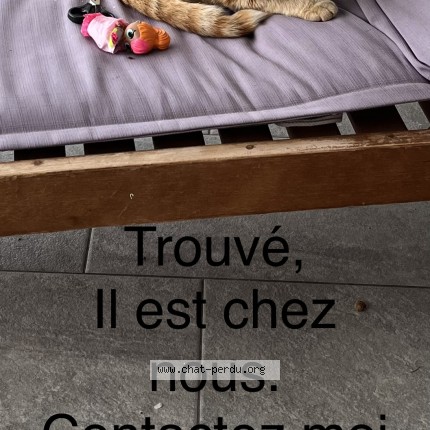 Photo de chat trouvé à Villeneuve De La Raho