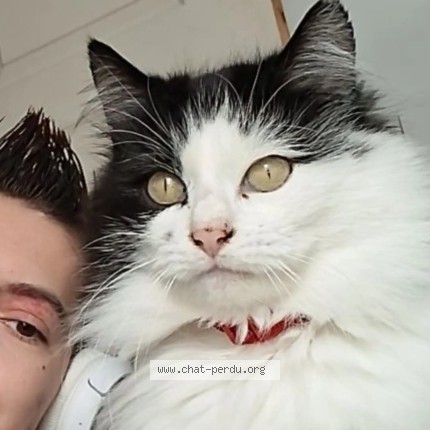 Photo de chat perdu à Ouchemps