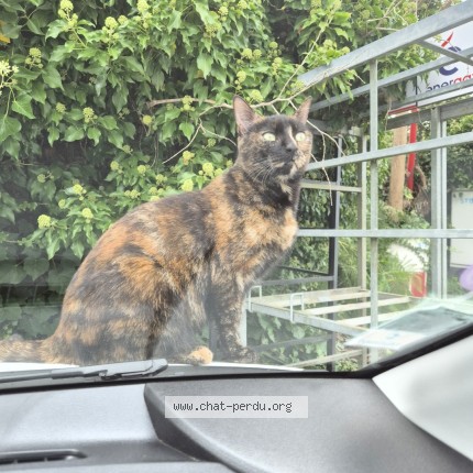Photo de chat perdu à Gometz Le Chatel
