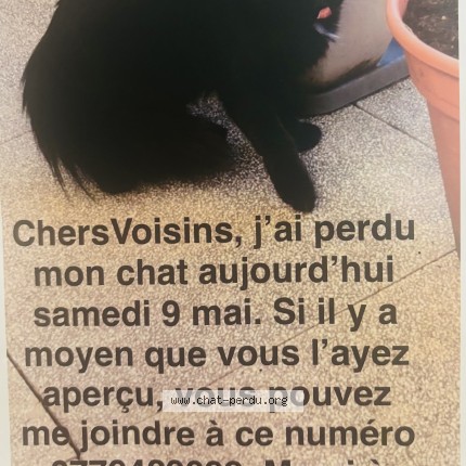 Photo 1/1 azra Chat perdu à Asnieres Sur Seine