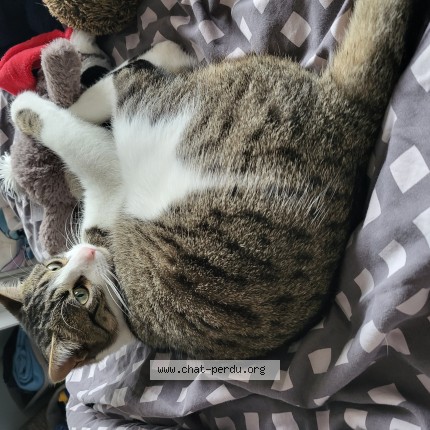 Photo 1/1 Pipou Chat perdu à Doussard