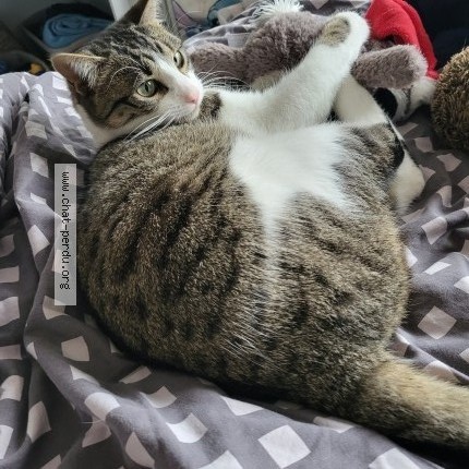 Photo 1/1 Pipou Chat perdu à Doussard