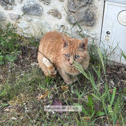 Photo 1/2 Chat trouvé Trouvé à Verderonne