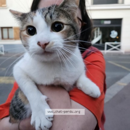 Photo 1/1 Chat trouvé Trouvé à Montrouge