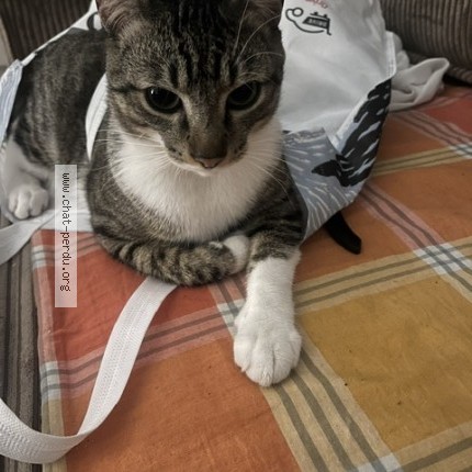 Photo 1/1 Milouz Chat perdu à Caissargues