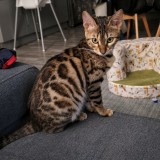 Aima