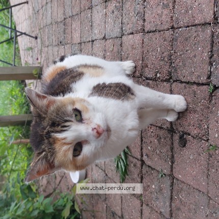 Photo 1/1 Chat trouvé Trouvé à Sotteville Les Rouen