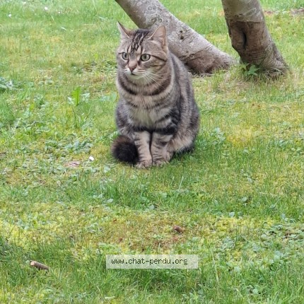 Photo 1/1 Lorette Chat perdu à Wasquehal