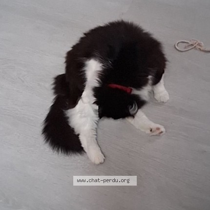 Photo 4/5 Poupette Chat perdu à Ouchemps