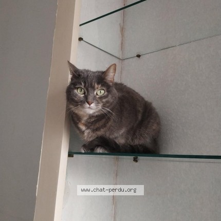 Photo 1/1 Chat retrouvé Perdu à Brest