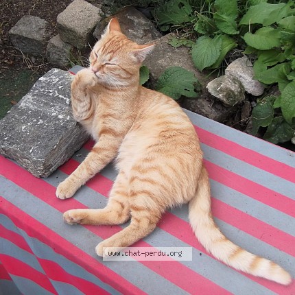 Photo 1/1 Mambo Chat perdu à Saint Nazaire