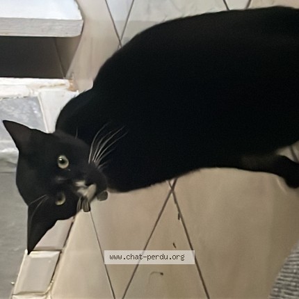 Photo 1/1 minouche Chat perdu à Montreuil