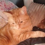 Simba