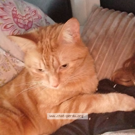 Photo de chat perdu à Oisemont