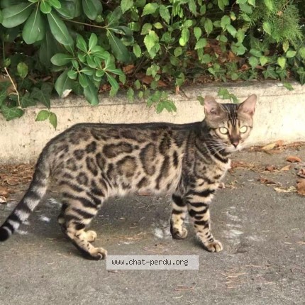 Photo de chat perdu à Beziers
