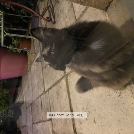 Photo 1/1 Chat trouvé Trouvé à Poleymieux