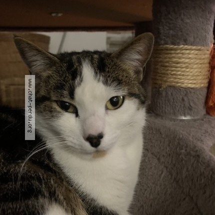 Photo 1/1 Chat retrouvé Perdu à Auffreville Brasseuil