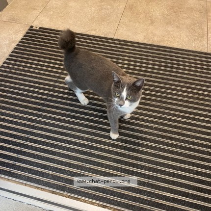 Photo 1/1 Chat trouvé Trouvé à Vitry Sur Seine