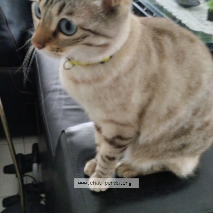 Photo 1/1 Chat trouvé Trouvé à Nantes