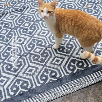 Photo 1/1 Chat trouvé Trouvé à Anthon