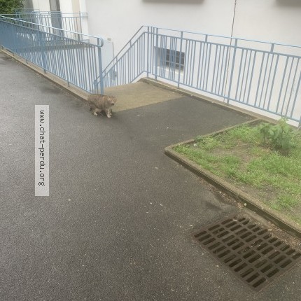 Photo 1/1 Chat trouvé Trouvé à Paris