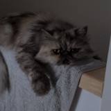 mia