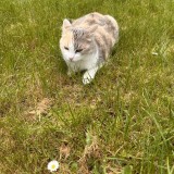 Nala