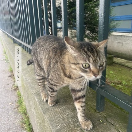 Photo 1/1 Chat trouvé Trouvé à Paris