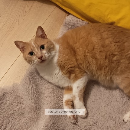 Photo de chat perdu à La Roche Sur Yon
