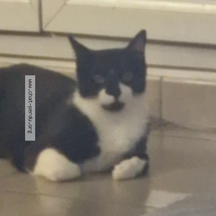 Photo de chat perdu à Villeurbanne