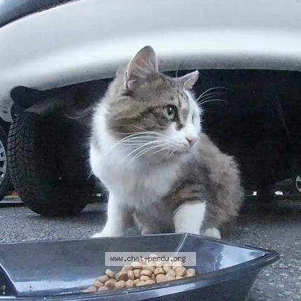 Photo de chat trouvé à Pamiers