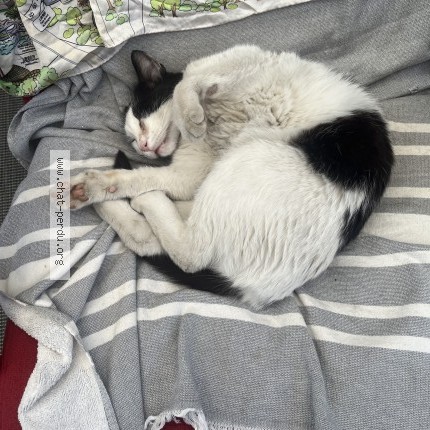 Photo 1/1 Chat retrouvé Perdu à Chauny