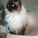 Nela